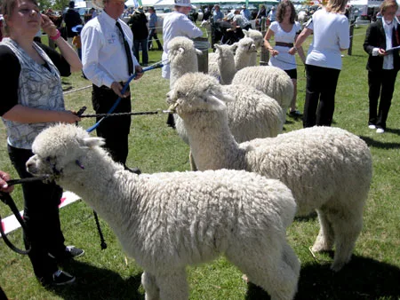 アルパカ　ニュージーランド