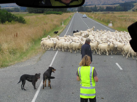 羊の大群