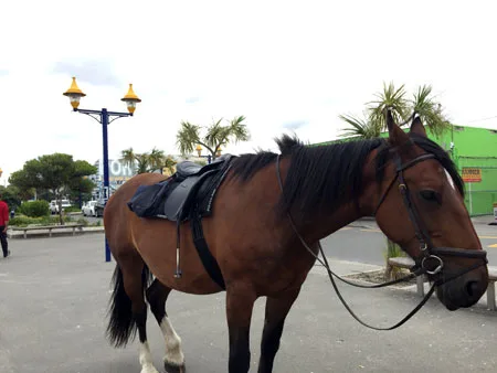 クライストチャーチ　乗馬