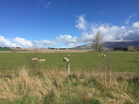 羊　ニュージーランド