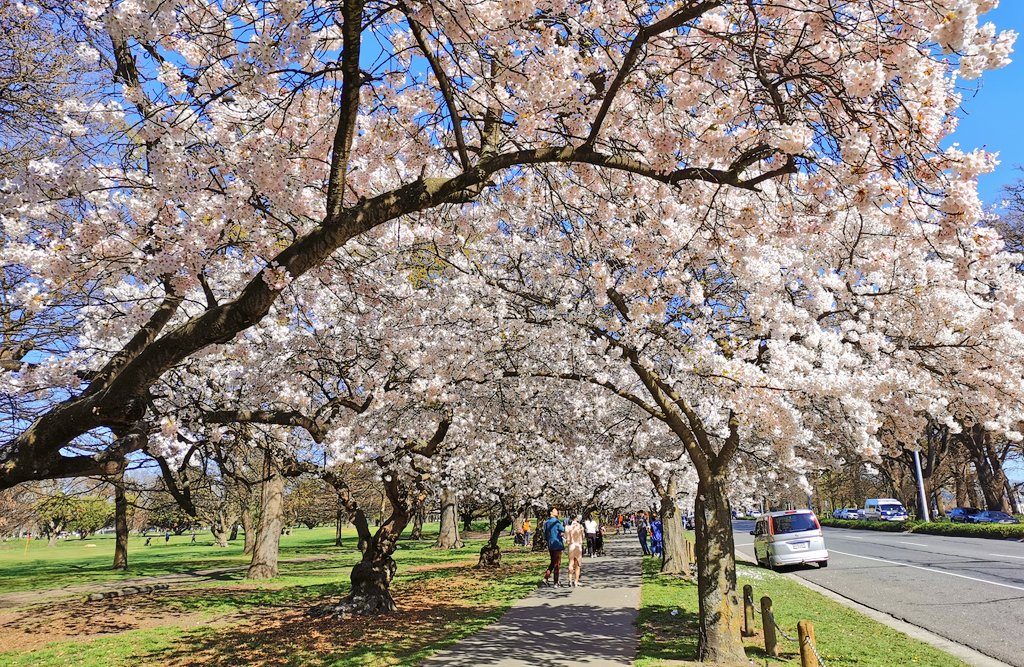 ニュージーランドで桜